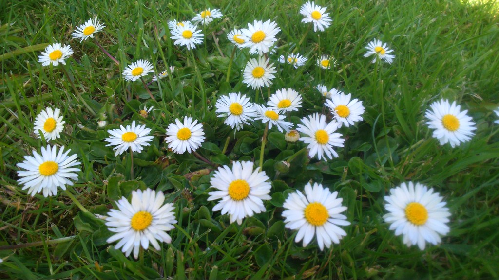 Daisy patch by plainjaneandnononsense