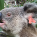 Luscious by koalagardens
