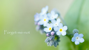 21st May 2015 - Forget-me-not