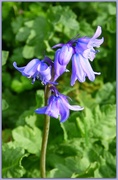 22nd May 2015 - Bluebell 