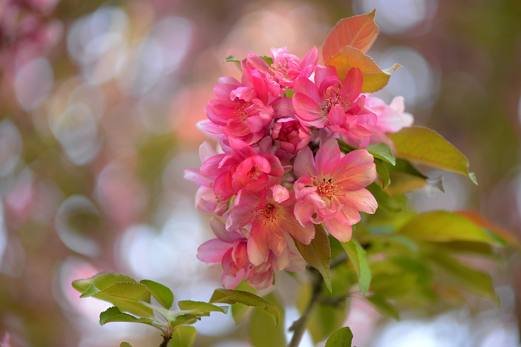 Beautiful Blossoms! by fayefaye