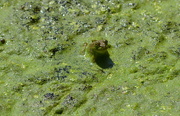 16th May 2015 - Froggy