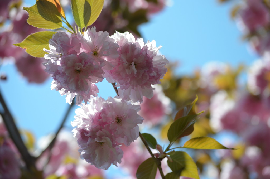 Blossom and blue sky by kdrinkie