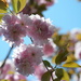 Blossom and blue sky by kdrinkie