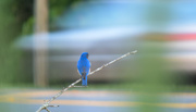 21st May 2015 - Bluebird waiting for the traffic to clear.