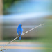 Bluebird waiting for the traffic to clear. by rickster549