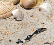 21st May 2015 - SharksTeeth and Shells
