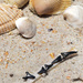 SharksTeeth and Shells by rickster549