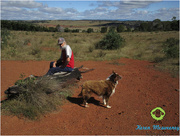 22nd May 2015 - Red dog on red earth