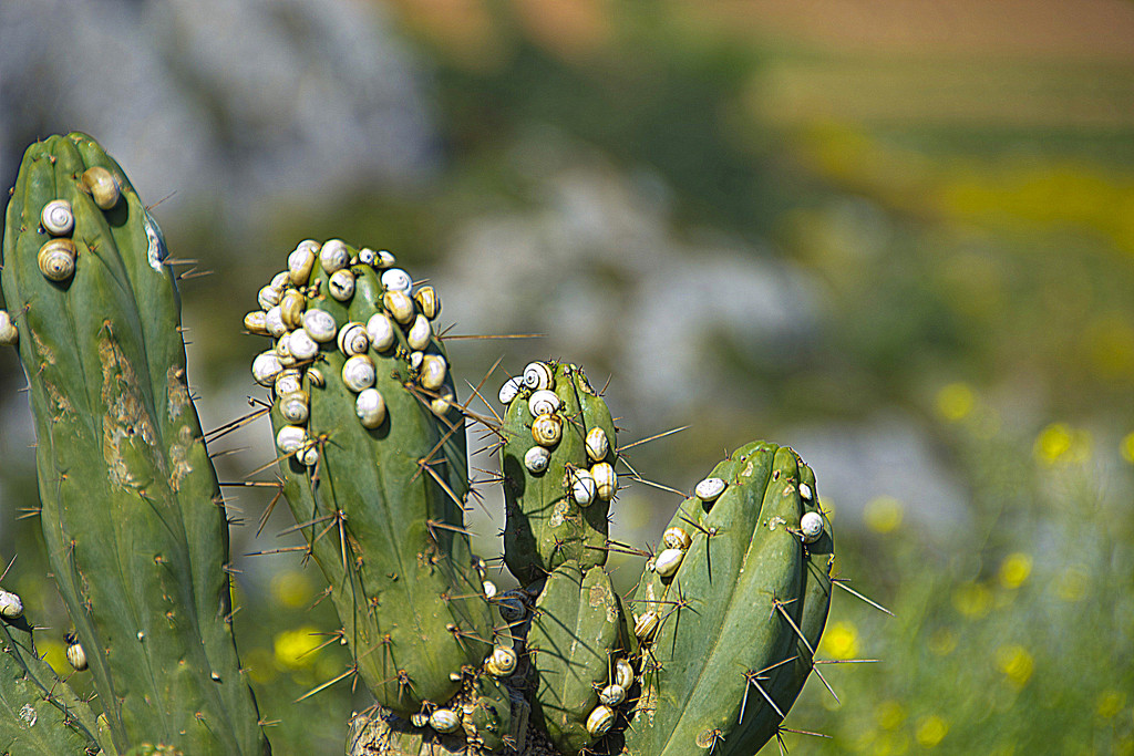 CACTUS WITH SNAILS by sangwann