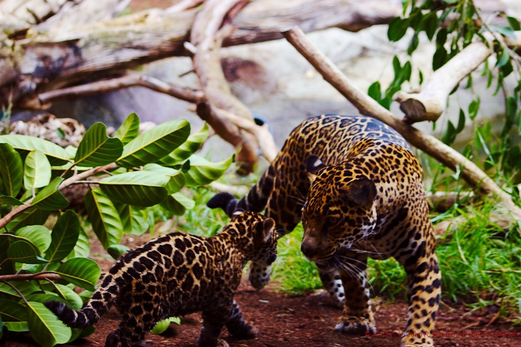 Mama & Kitten Jaguars by jrambo001