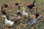 22nd May 2015 - Autumnal ducks