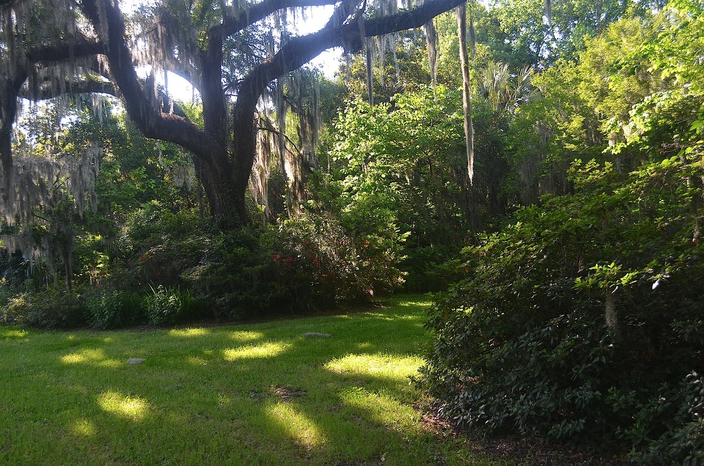 Light and shade, Magnolia Gardens, Charleston, SC by congaree