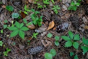 22nd May 2015 - Forest floor detail, Charles Towne Landing State Historic Site, Charleston, SC