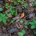 Forest floor detail, Charles Towne Landing State Historic Site, Charleston, SC by congaree