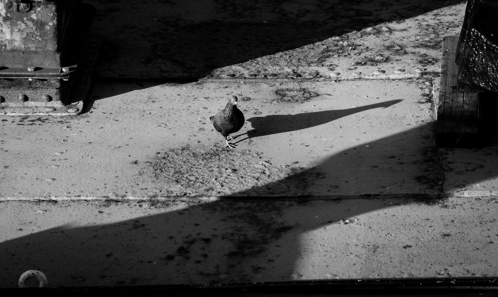 Bird and Shadow by yaorenliu
