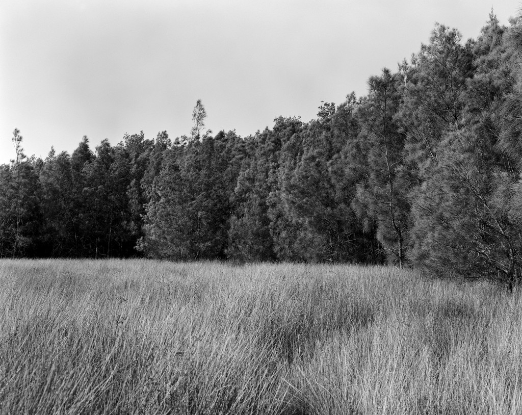 Grasses and casuarinas by peterdegraaff