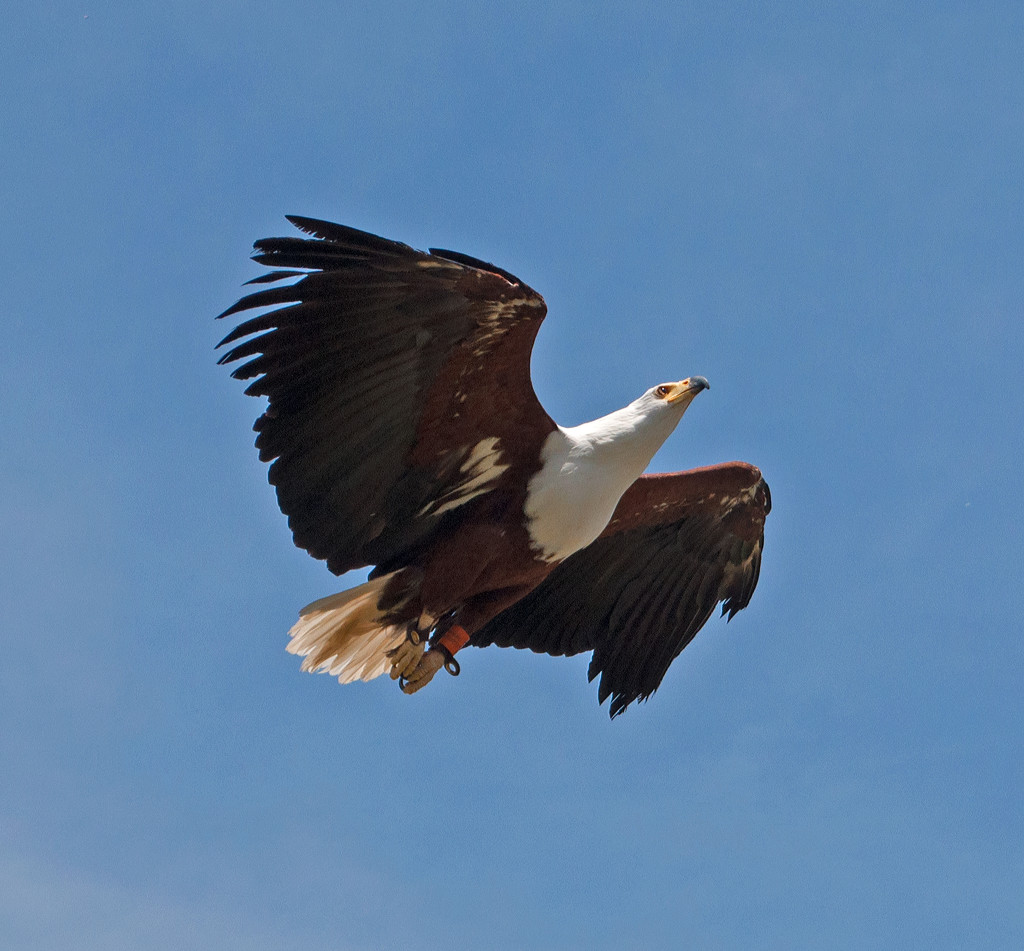 Eagle  by philbacon