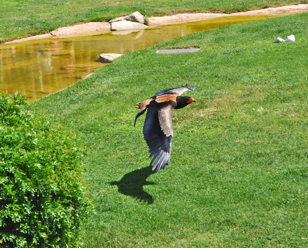 Swooping in for the Kill! by philbacon