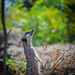 NEW Theme! Melbourne Zoo THE END! by gigiflower