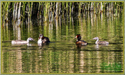 22nd May 2015 - Great Crested Grebes And Their Young