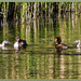 Great Crested Grebes And Their Young by carolmw