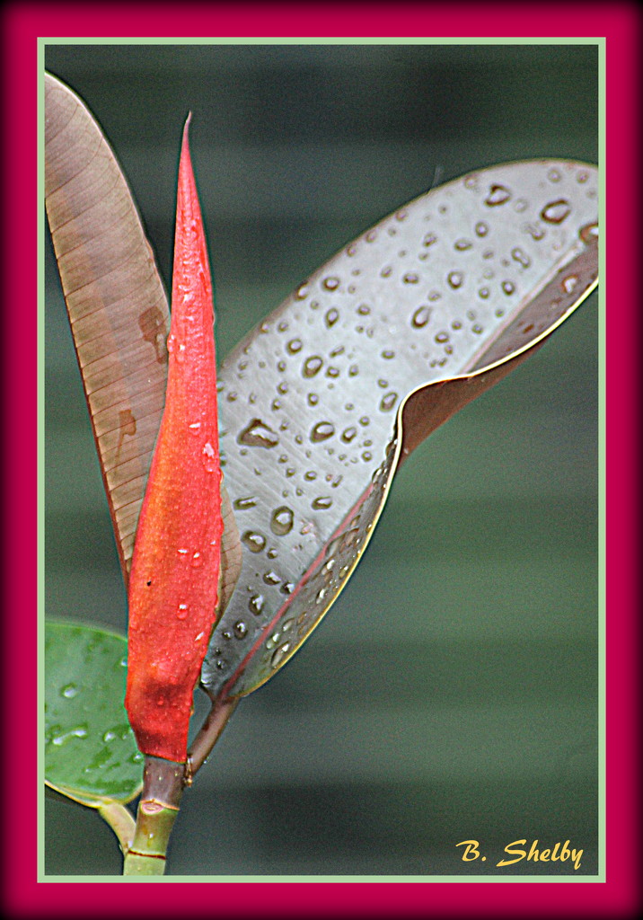 Rubber Tree in the Rain by vernabeth