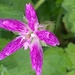 Flowers - Geranium by cataylor41