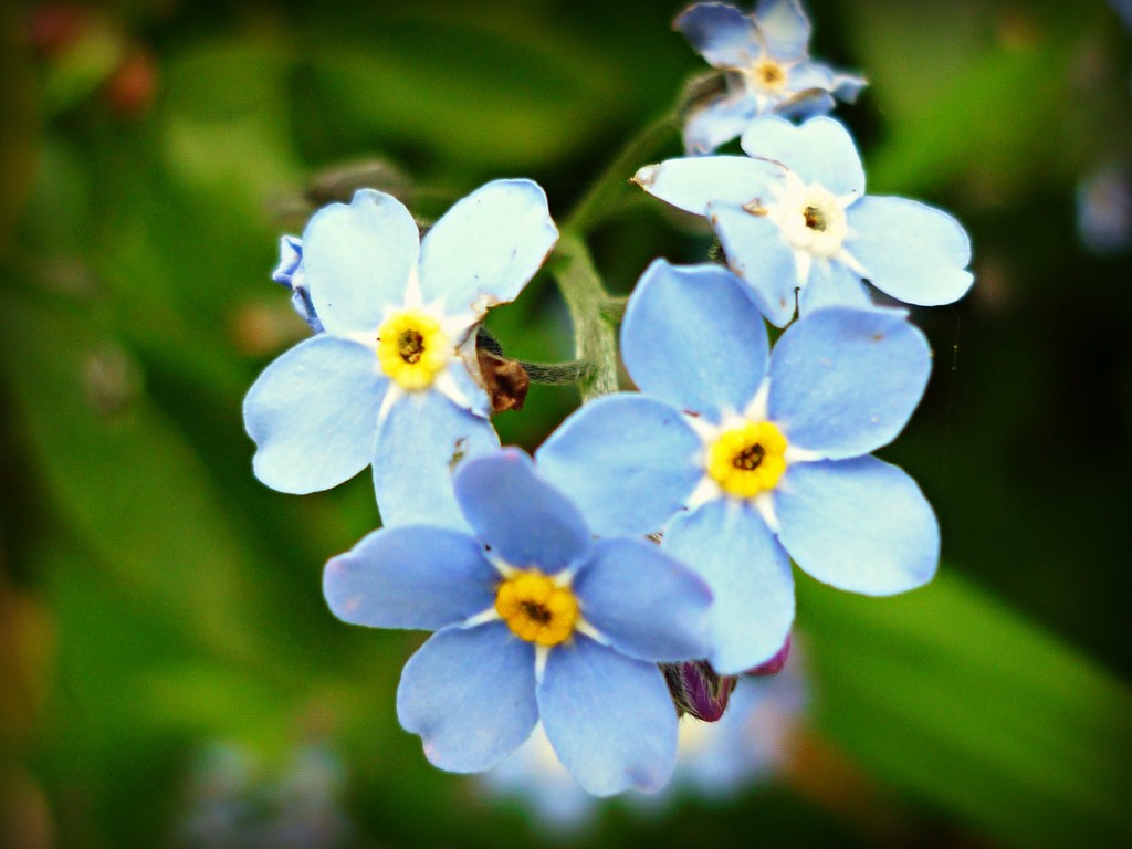 Forget me Not by countrylassie