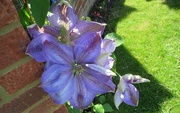 22nd May 2015 - Clematis