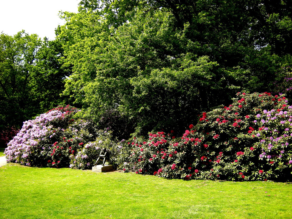 Enjoy the sun, enjoy the Rododendros by pyrrhula
