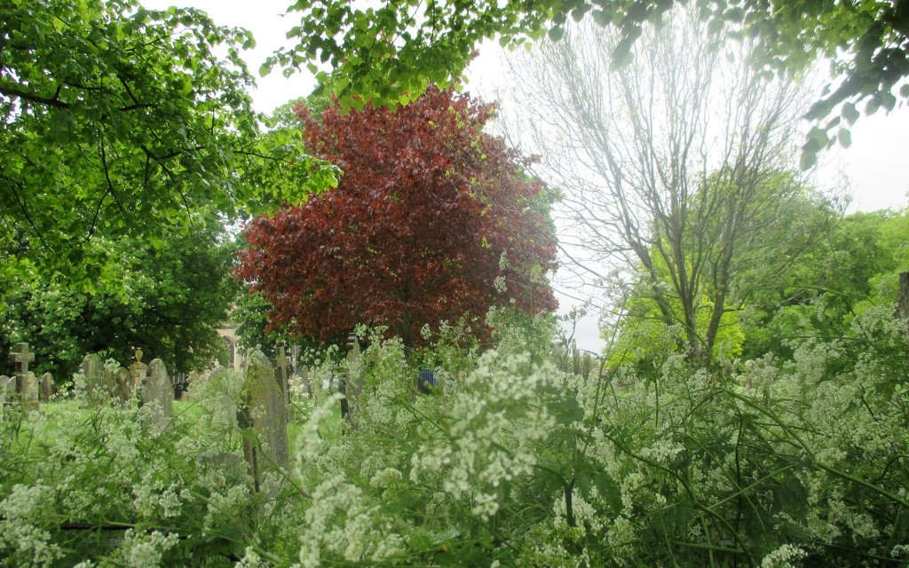 Our Churchyard by foxes37