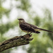 My Kingdom - Says the Mockingbird by milaniet