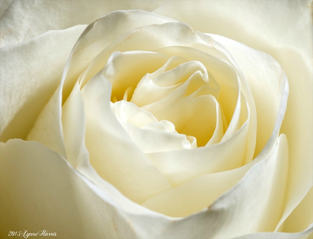 A Perfect Rose by lynne5477