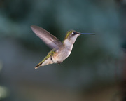 22nd May 2015 - Hummingbird IMG_1656