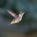 Hummingbird IMG_1656 by rontu