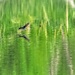Swallow in Flight by tosee