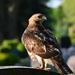 I am a Hawk...(#1) by jayberg