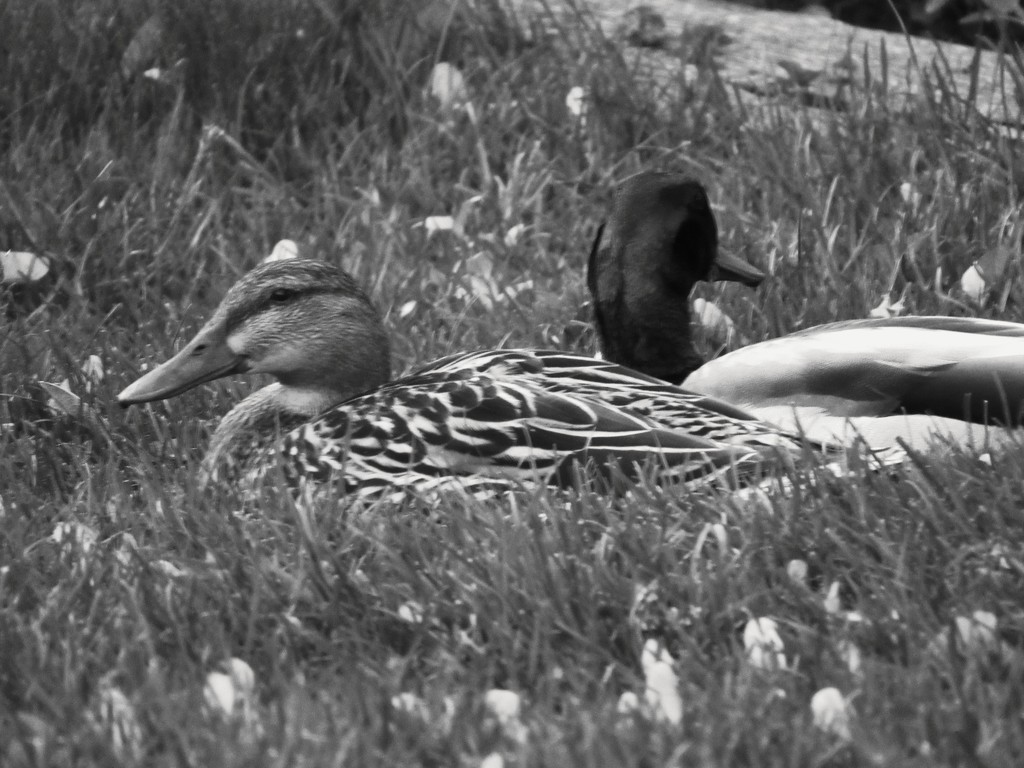 Relaxing Ducks by randy23