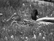 17th May 2015 - Relaxing Ducks