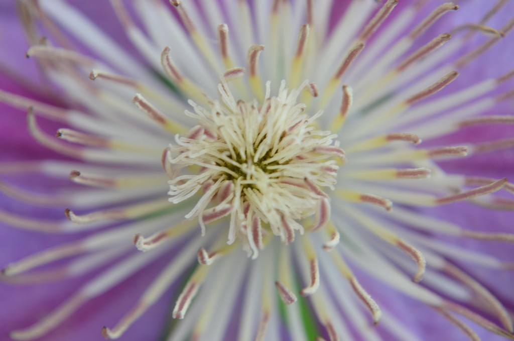 Close up clematis by kdrinkie