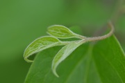 20th May 2015 - Clematis vine
