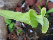 24th Apr 2015 - Sarracenia: Trumpet pitcher plant