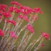 Dianthus by mhei