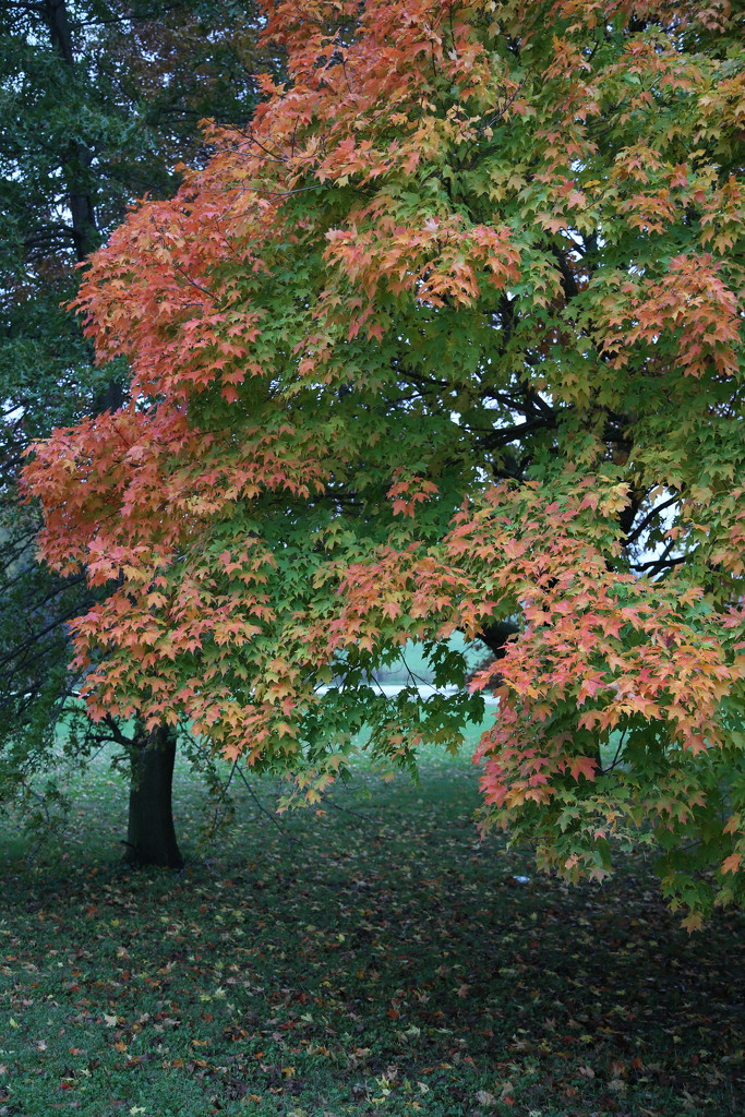Fall tree by svestdonley