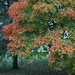 Fall tree by svestdonley