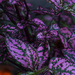 Purple Flowers by rickster549