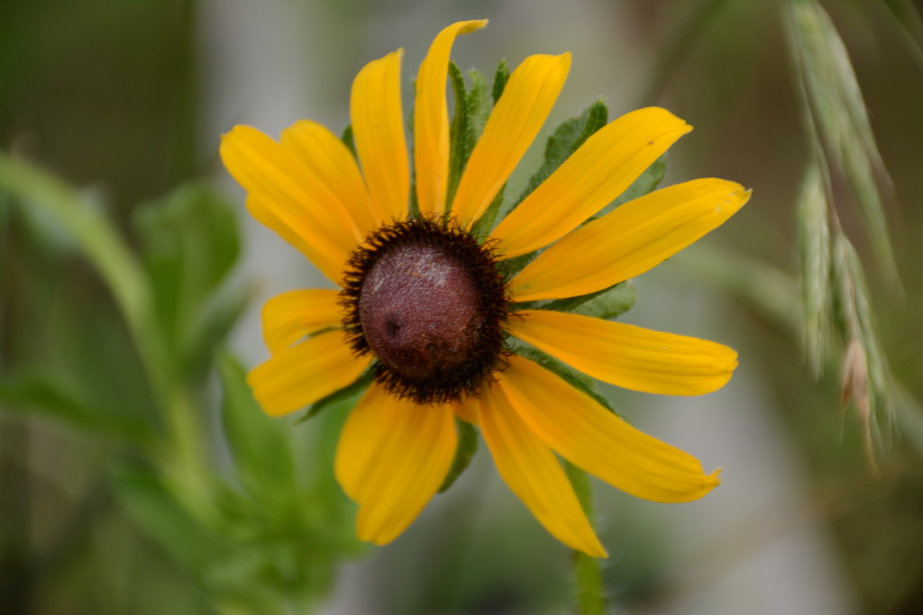 First Blackeyed Susan by thewatersphotos