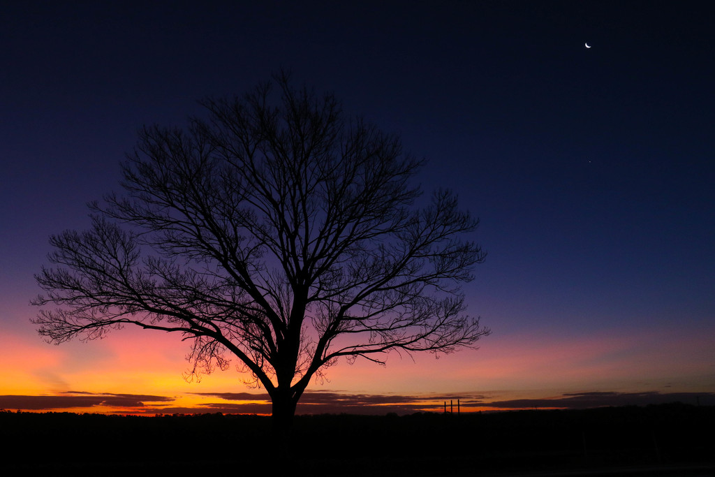 Old tree, new moon, first star by flyrobin