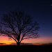 Old tree, new moon, first star by flyrobin